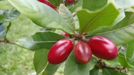  Fot: Hamale Lyman/Wikimedia Commons/ Synsepal to owoc o wielu właściwościach