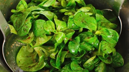 Roszponka nie bez powodu byłą nazywana sałatą królów.