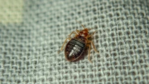 Widzisz w mieszkaniu takie robaki? To pluskwy, które wypędzisz tym sposobem