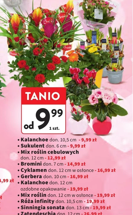 Kalanchoe