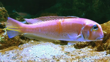 Naukowcy odkryli nowy gatunek ryby. Jego nazwa odnosi się do postaci ze znanego filmu