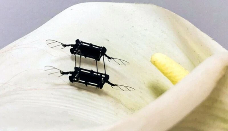 Minidrony z MIT mogą imitować ruchy pszczół i służyć jako sztuczne zapylacze. Minidrony z MIT mogą imitować ruchy pszczół i służyć jako sztuczne zapylacze.