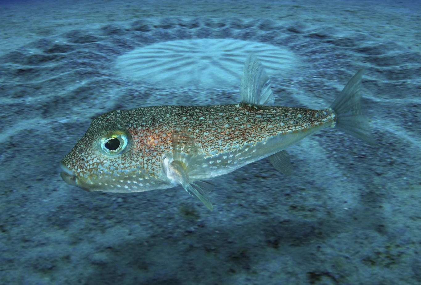 Samce niedawno odkrytego gatunku Torquigener albomaculosus tworzą charakterystyczne okrągłe struktury na dnie. Samce niedawno odkrytego gatunku Torquigener albomaculosus tworzą charakterystyczne okrągłe struktury na dnie.