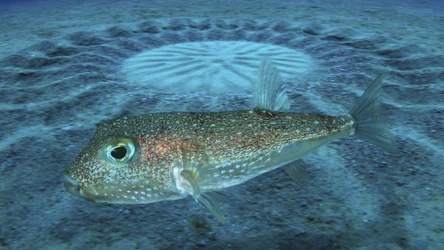 Samce niedawno odkrytego gatunku Torquigener albomaculosus tworzą charakterystyczne okrągłe struktury na dnie.