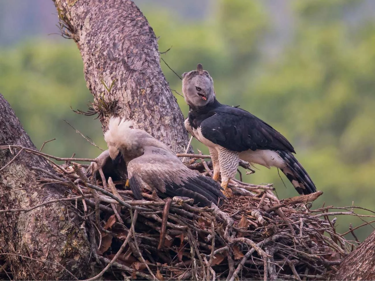 Harpie wielkie Harpie wielkie