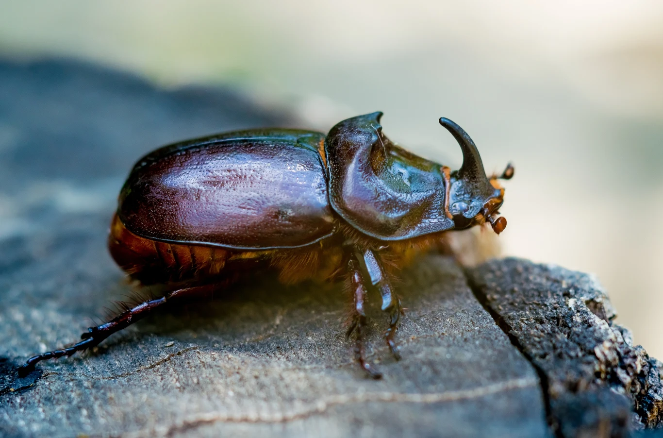 Chrząszcz rohatyniec nosorożec łac. Oryctes nasicornis.