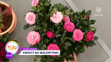 Kwiaty mówią "kocham cię", czyli jakie bukiety cieszą się największym powodzeniem w walentynki