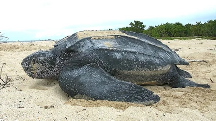 Żółw skórzasty to największy żyjący obecnie gatunek żółwia. Pod wodą porusza się niezwykle szybko
