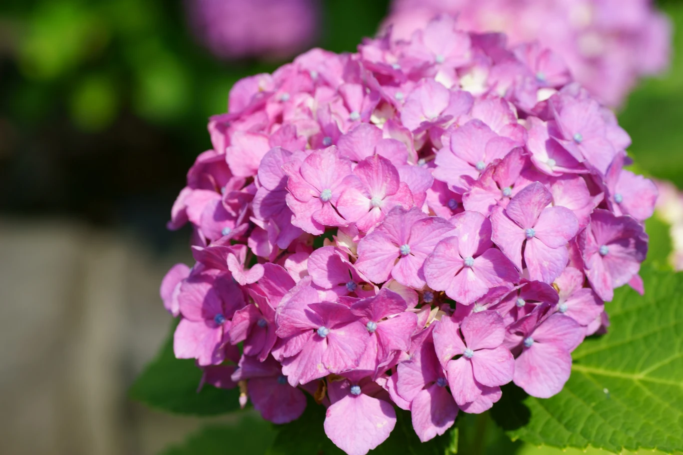 Naturalny nawóz pobudzi krzew hortensji do wzrostu