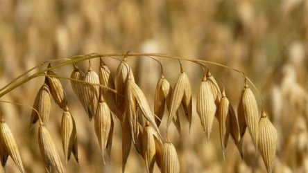 W owsie kryją się cenne związki, które mogą pomóc chorym na raka. Naukowcy badają, jak można je wykorzystać