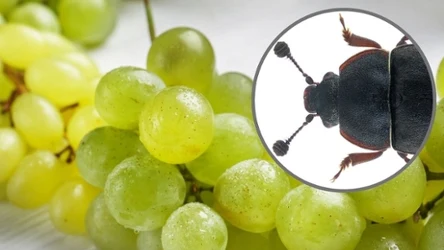 Ten chrząszcz to kolejny gatunek inwazyjny, który może zalać Polskę. Czym się charakteryzuje?