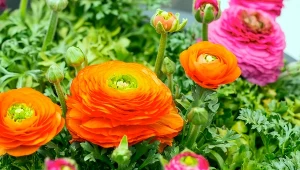 Są o wiele ładniejsze niż róże. Posadź je w ogrodzie, a sąsiedzi pękną z zazdrości 