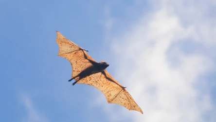 Rozpiętość skrzydeł nietoperzy należących do gatunku acerodon grzywiasty łac. Acerodon jubatus, może osiągnąć nawet 1,7 m, co czyni je największymi nietoperzami na świecie.