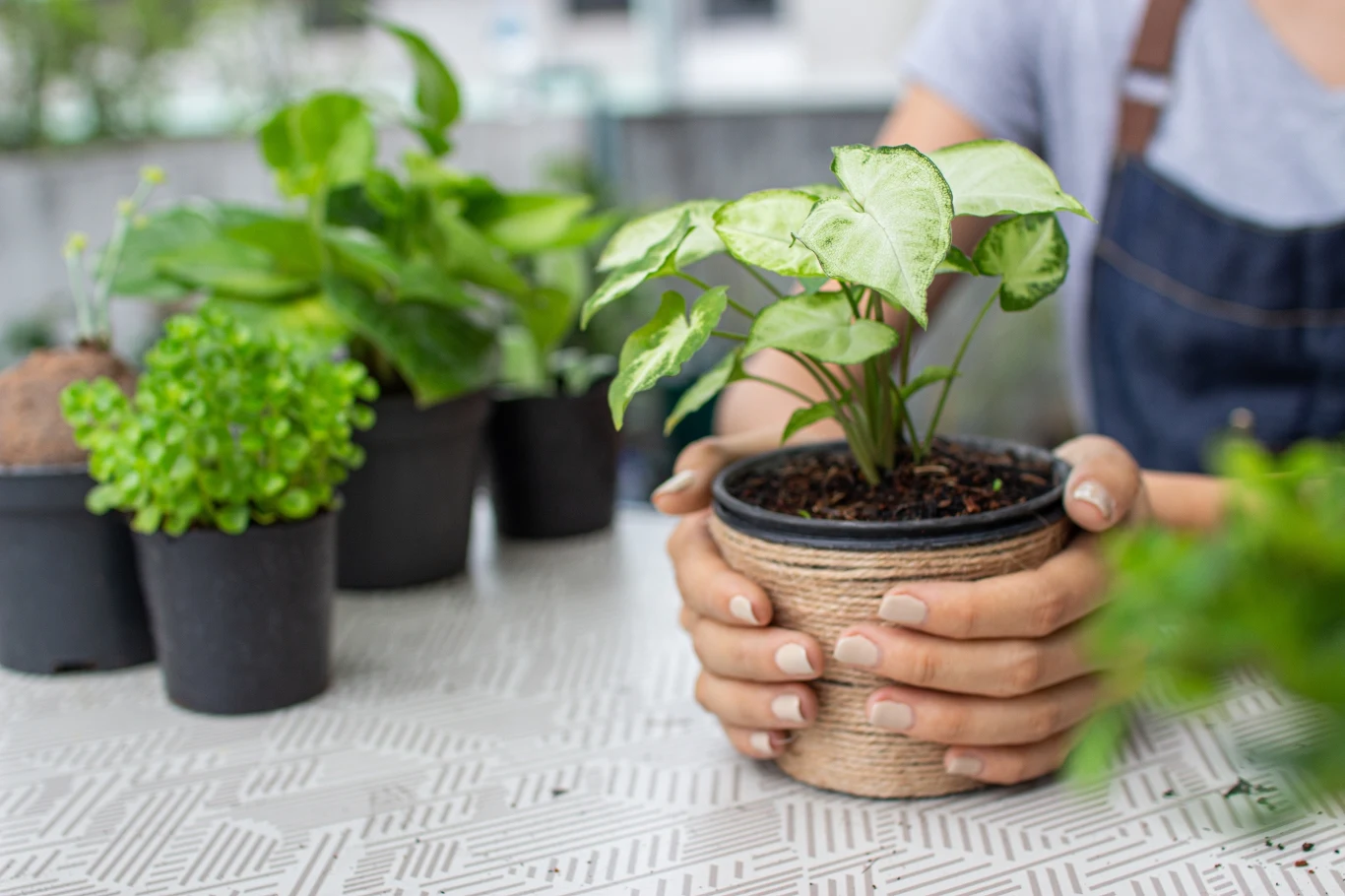 Postawienie tej rośliny na parapecie może przyciągnąć szczęści w progi domu. 