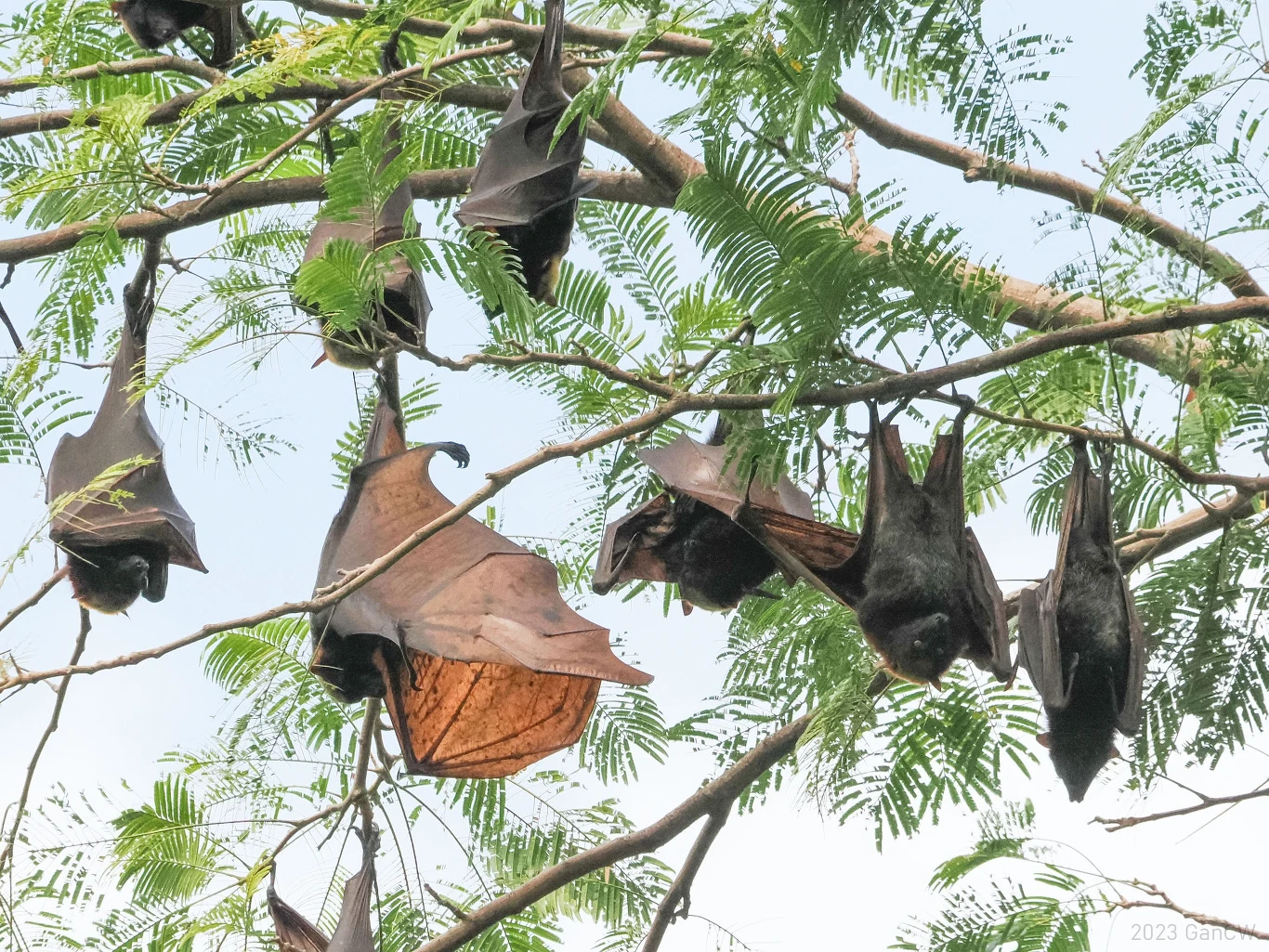 Kolonia nietoperzy z gatunku Acerodon grzywiasty łac. Acerodon jubatus. Kolonia nietoperzy z gatunku Acerodon grzywiasty łac. Acerodon jubatus.