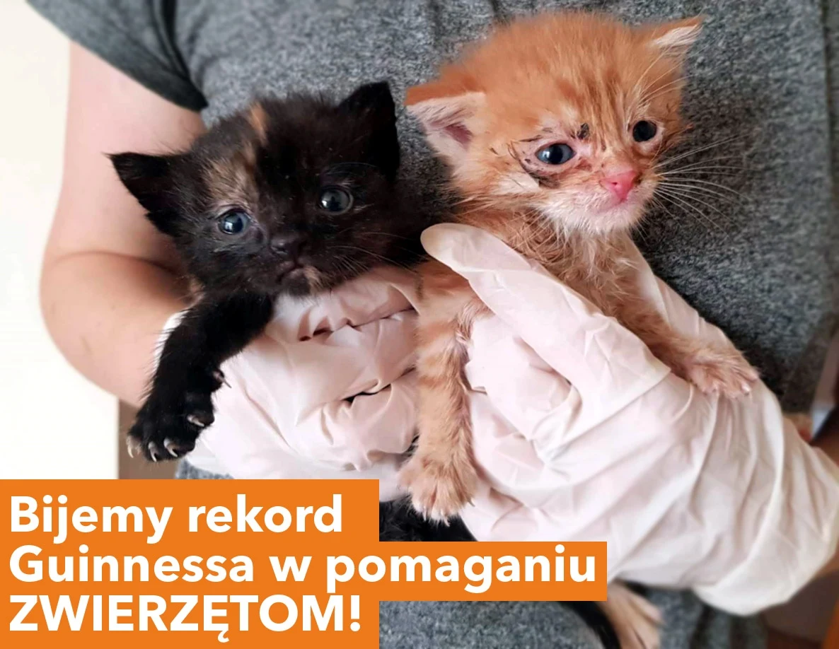 Podopieczni SOS KOTY Mielec czekają na naszą pomoc Podopieczni SOS KOTY Mielec czekają na naszą pomoc