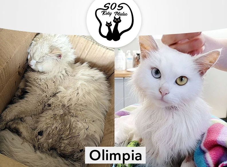 Kotka Olimpia uratowana przez SOS KOTY Mielec Kotka Olimpia uratowana przez SOS KOTY Mielec