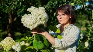 Taki ukorzeniacz do hortensji robi moja mama. Nie ma sobie równych 