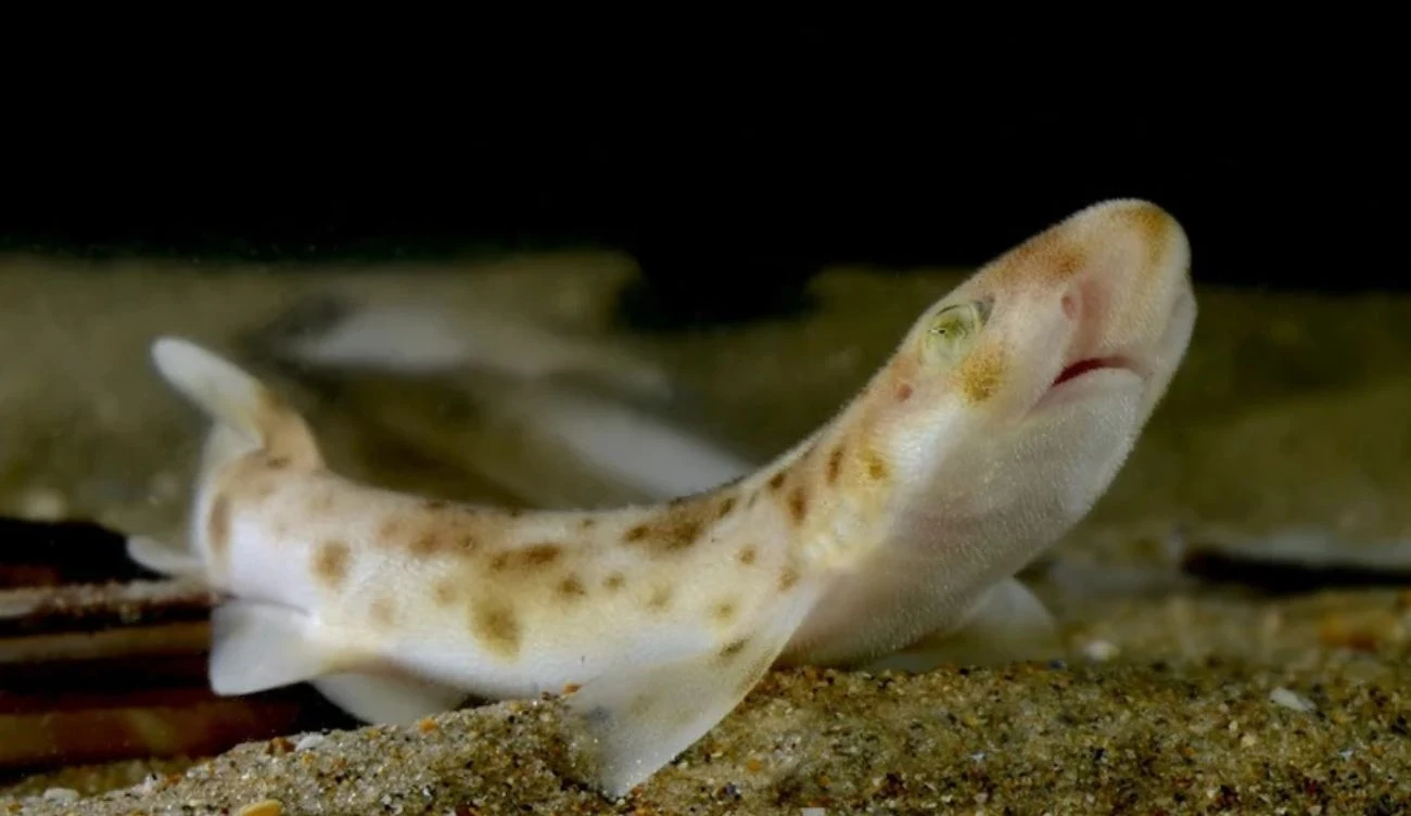 Rekinek psi to najmniejszy rekin spotykany w Bałtyku. Ma jednak dwóch większych kolegów Rekinek psi to najmniejszy rekin spotykany w Bałtyku. Ma jednak dwóch większych kolegów