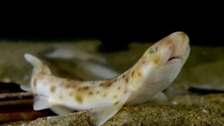 Rekinek psi to najmniejszy rekin spotykany w Bałtyku. Ma jednak dwóch większych kolegów