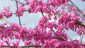 To drzewo ma kwitnący pień. Posadź w ogrodzie, a zaskoczysz wszystkich sąsiadów