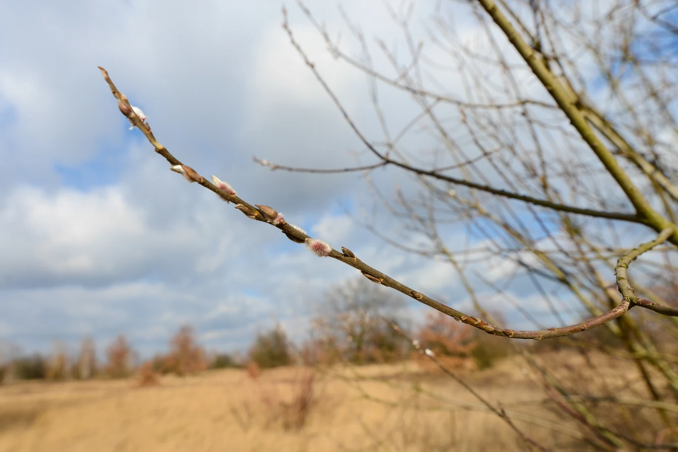 Najlepiej sprawdzą się gałęzie wierzby zerwane wczesną wiosną lub jesienią, kiedy to drzewo magazynuje największe ilości składników odżywczych. 