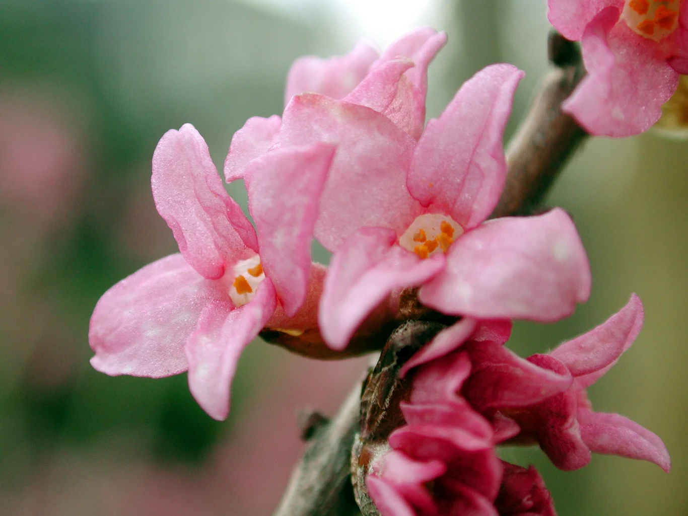 Wawrzynek wilczełyko rozwinął się wcześniej niż zwykle. W Bieszczadach można już zobaczyć pierwsze kwiaty Wawrzynek wilczełyko rozwinął się wcześniej niż zwykle. W Bieszczadach można już zobaczyć pierwsze kwiaty