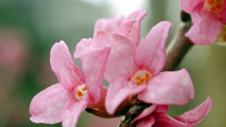 Wawrzynek wilczełyko rozwinął się wcześniej niż zwykle. W Bieszczadach można już zobaczyć pierwsze kwiaty