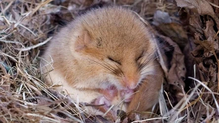 Orzesznica łac. Muscardinus avellanarius, podczas snu zimowego