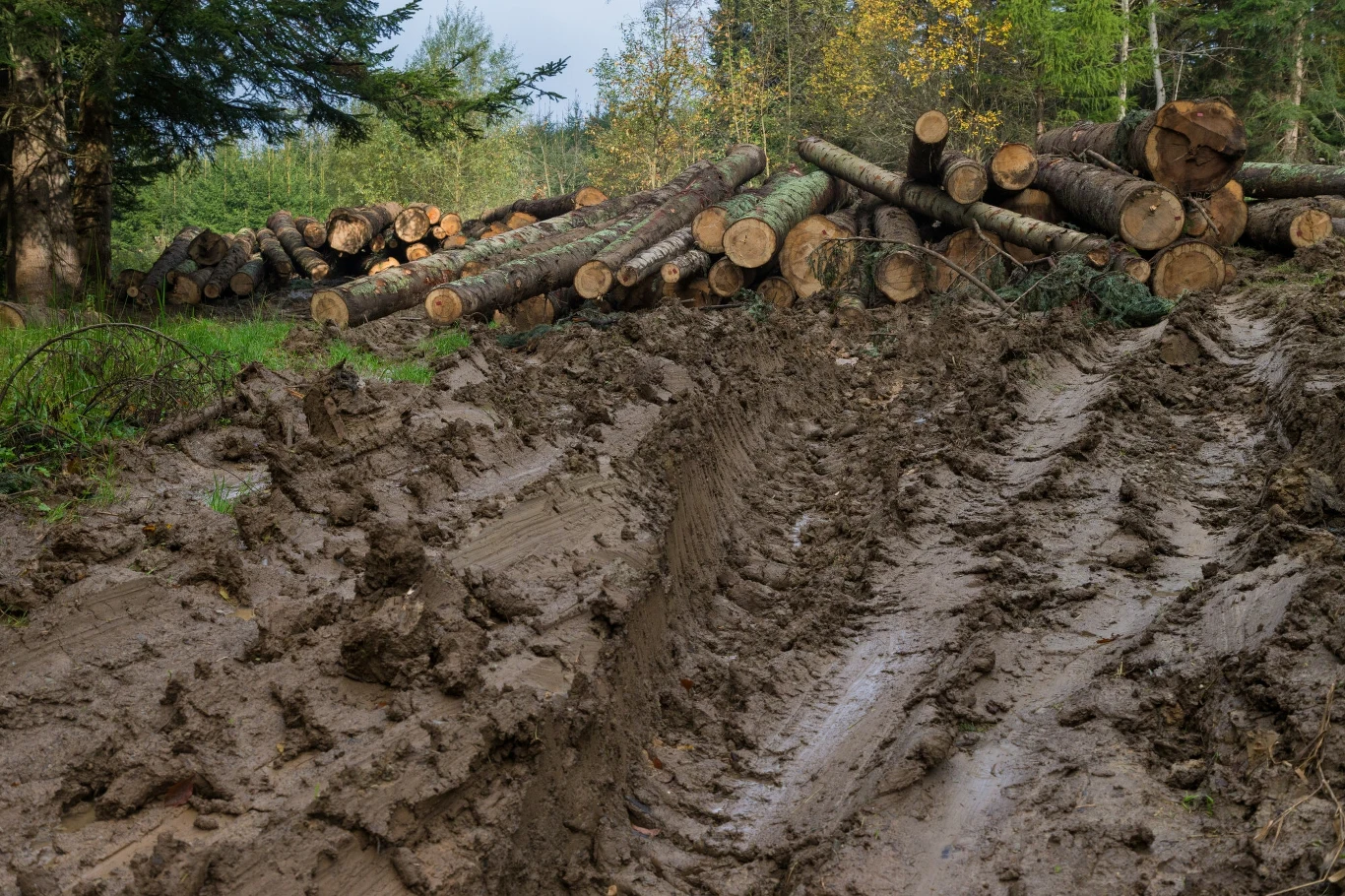 Budowa dróg zrywkowych, którymi zwozi się z lasów drewno, jest jednym z najgroźniejszych czynników potęgujących ryzyko powodziowe Budowa dróg zrywkowych, którymi zwozi się z lasów drewno, jest jednym z najgroźniejszych czynników potęgujących ryzyko powodziowe