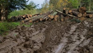 Budowa dróg zrywkowych, którymi zwozi się z lasów drewno, jest jednym z najgroźniejszych czynników potęgujących ryzyko powodziowe