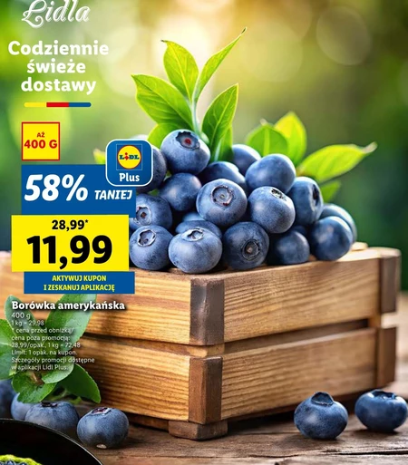 Borówka amerykańska Plus-Plus