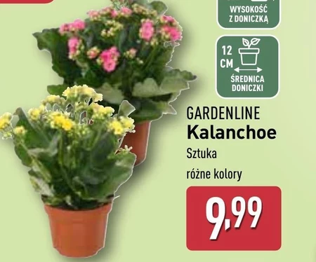 Kalanchoe Gardenline