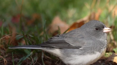 Junko zwyczajny łac. Junco hyemalis, został zaobserwowany w Polsce po raz pierwszy od 62. lat.