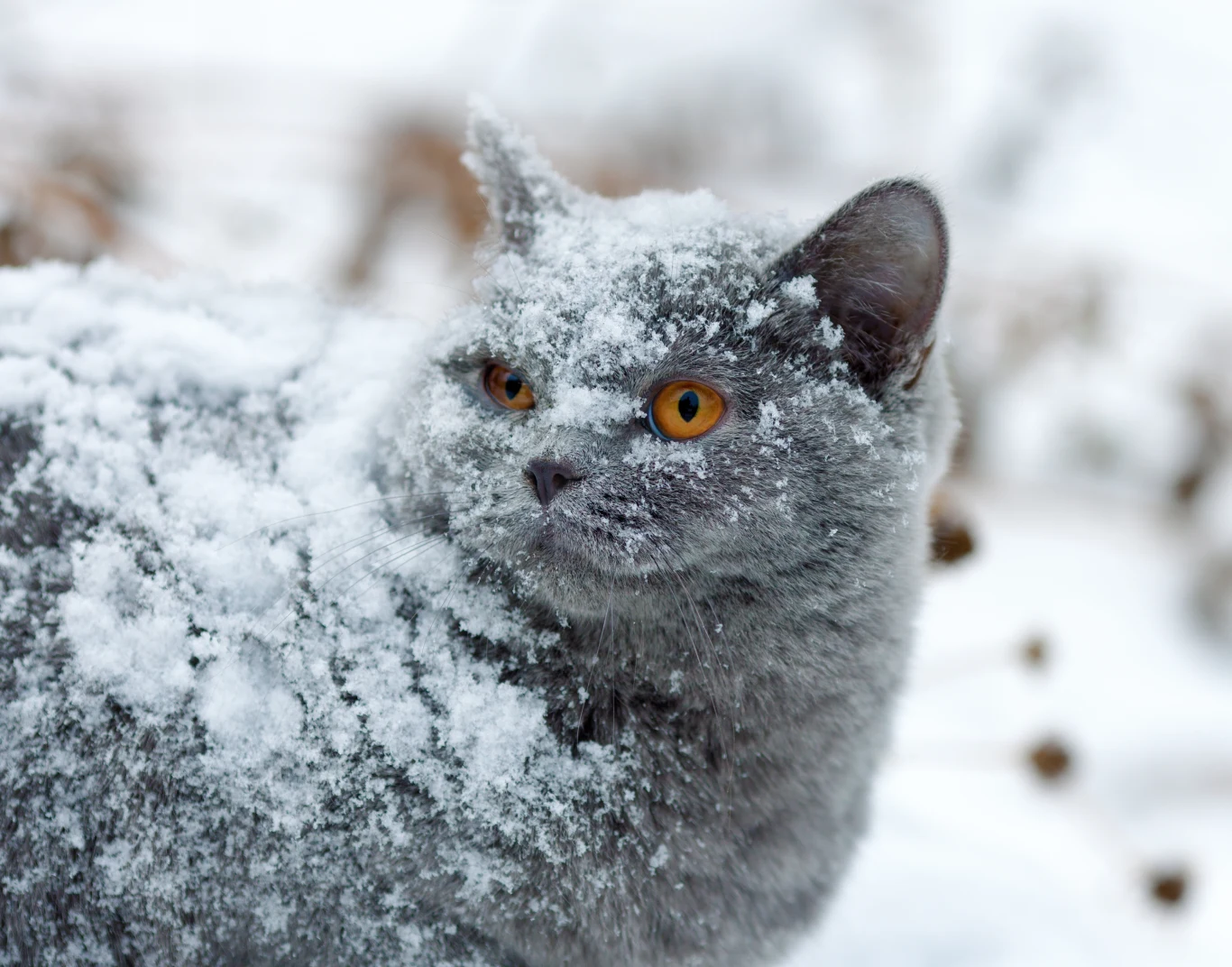 Koty muszą radzić sobie ze znalezieniem wody