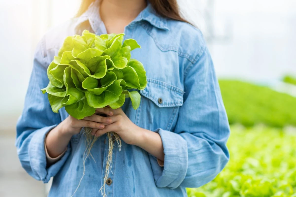Maseczka, tonik i eliksir na oparzenia zrobione z sałaty zdziałają cuda Maseczka, tonik i eliksir na oparzenia zrobione z sałaty zdziałają cuda