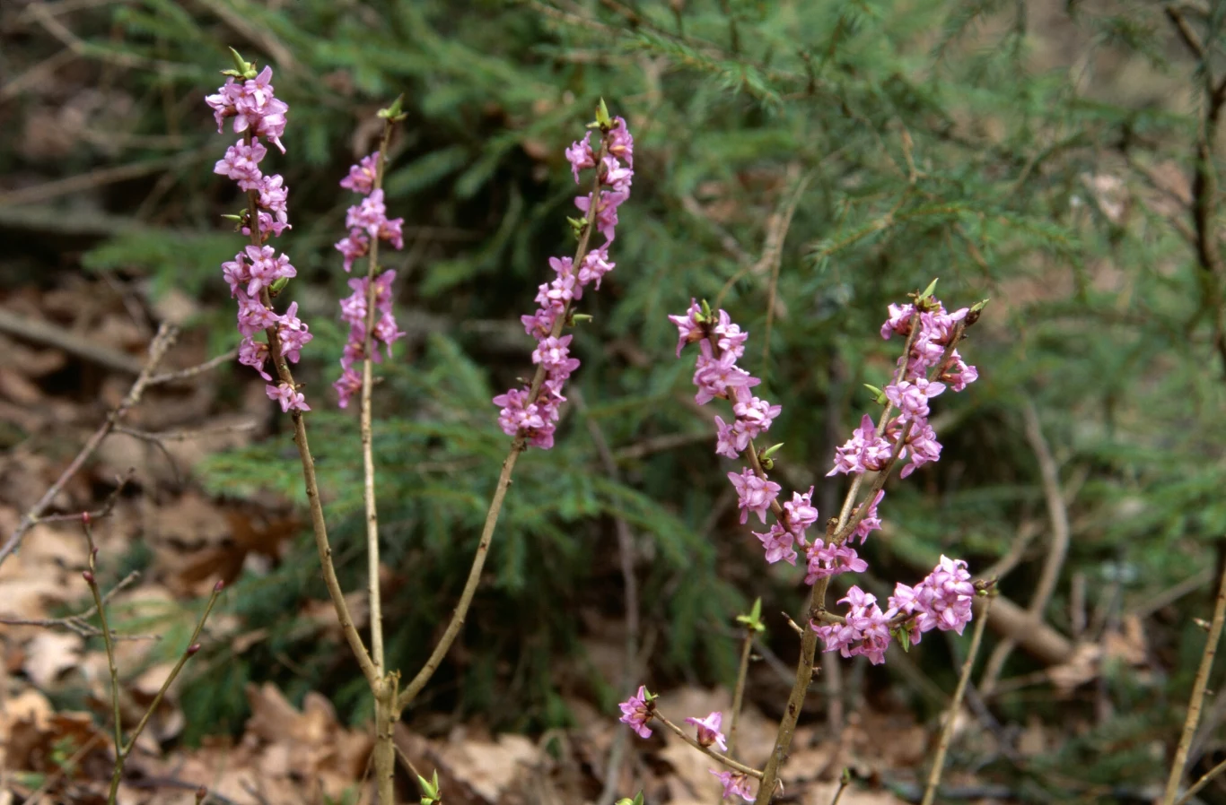Kwiaty pojawiają się na gołych pędach jeszcze przed rozwinięciem się liści Kwiaty pojawiają się na gołych pędach jeszcze przed rozwinięciem się liści