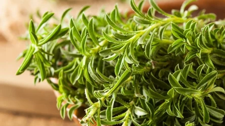 Czubrica zielona nazywana jest też cząbrem górskim