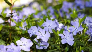 Zapomnij o nudnym trawniku. Wysiej tę roślinę, a ogród pokryje się dywanem kwiatów