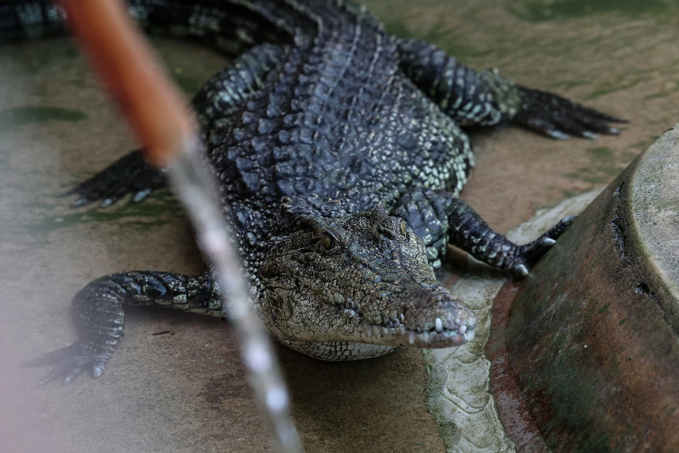 Farmy krokodyli to placówki zajmujące się rozmnażaniem i hodowlą krokodyli w celu pozyskania z nich mięsa lub skór Farmy krokodyli to placówki zajmujące się rozmnażaniem i hodowlą krokodyli w celu pozyskania z nich mięsa lub skór