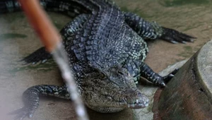 Krokodyle uciekły ze śmiertelnej hodowli. Na mieszkańców wioski padł strach