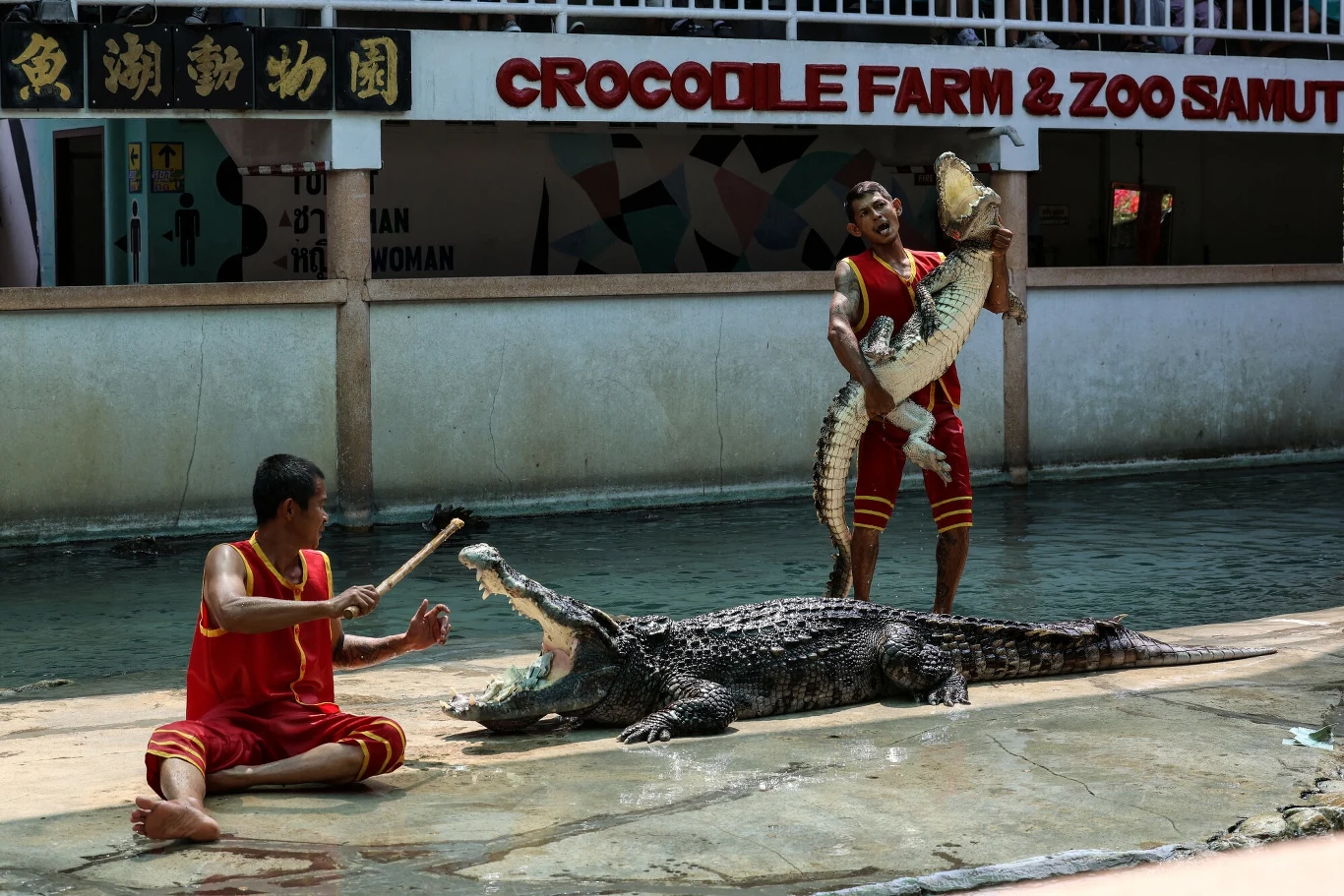 Farma i zoo z krokodylami w Samut Prakan w Tajlandii