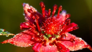 To najpiękniejszy kwiat 2025 roku. Wygląda jak rajski ptak, a rośnie w Polsce