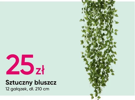 Bluszcz