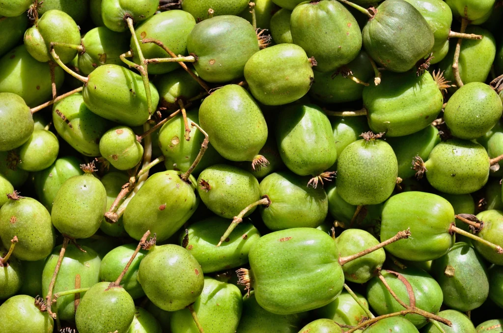 Minikiwi to owoc, który zawiera ponad 20 różnych związków o działaniu prozdrowotnym Minikiwi to owoc, który zawiera ponad 20 różnych związków o działaniu prozdrowotnym