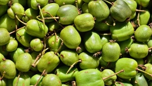 Minikiwi to owoc, który zawiera ponad 20 różnych związków o działaniu prozdrowotnym