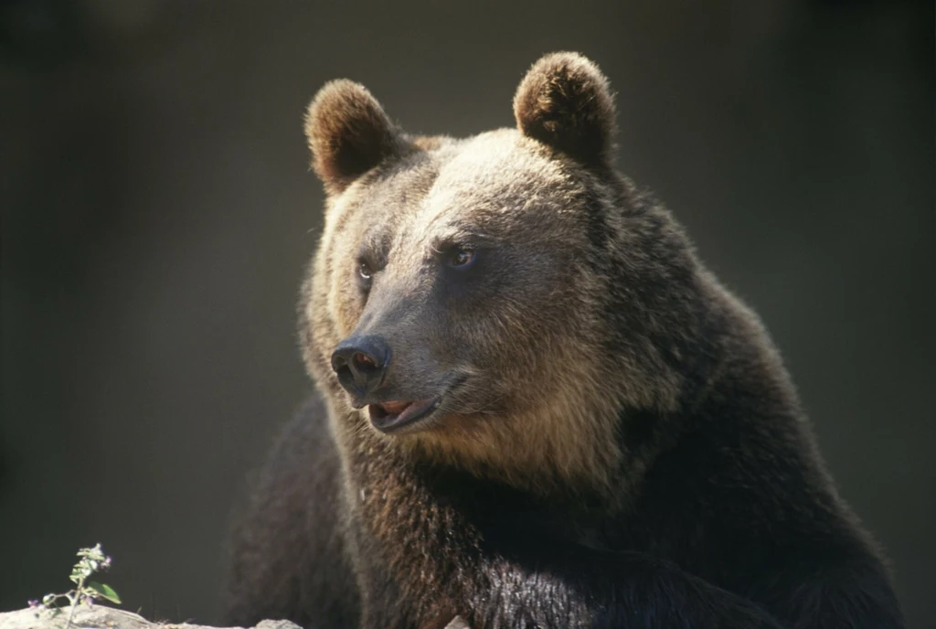 Ursus arctos marsicanus czyli niedźwiedź marsykański to podgatunek ekstremalnie rzadki