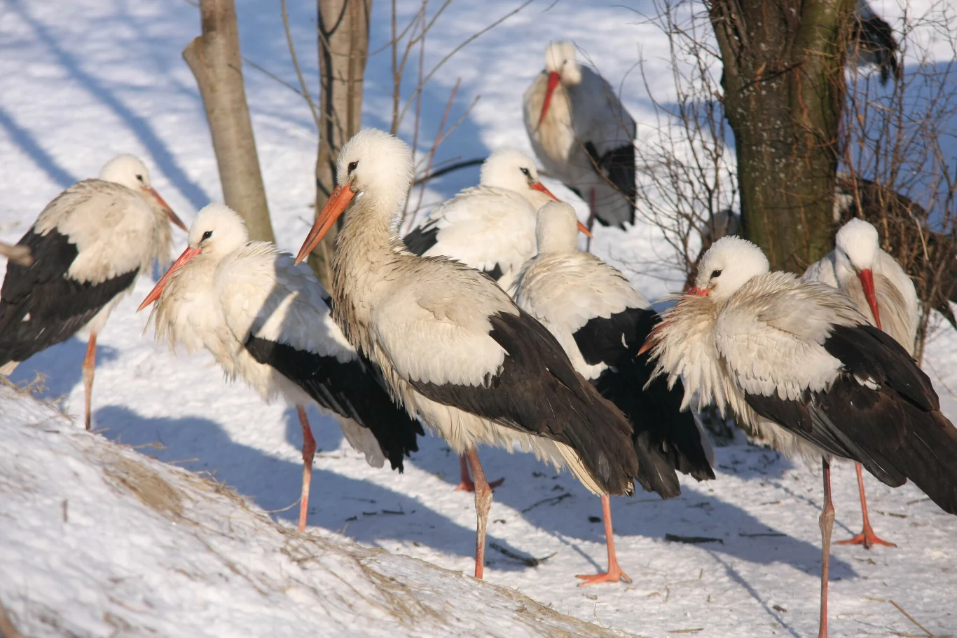 Według ornitologów pierwsze bociany będzie można zobaczyć w Polsce już pod koniec lutego