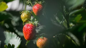 Ogrodnicy robią to już w lutym. W sezonie zbierają dorodne truskawki