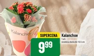 Kalanchoe